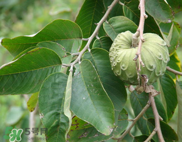 番荔枝什么時候成熟？番荔枝什么時候開花？