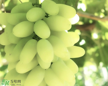 馬奶葡萄什么時(shí)候上市？馬奶葡萄2017上市時(shí)間