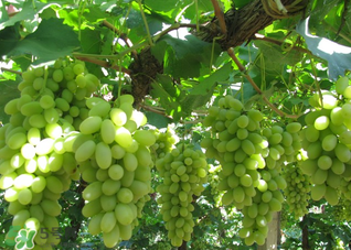 馬奶葡萄什么時(shí)候上市？馬奶葡萄2017上市時(shí)間