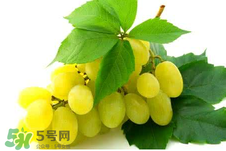 馬奶葡萄多少錢一斤？馬奶葡萄2017價(jià)格