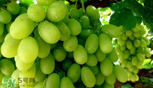 馬奶葡萄多少錢一斤？馬奶葡萄2017價(jià)格