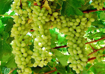 馬奶葡萄多少錢一斤？馬奶葡萄2017價(jià)格