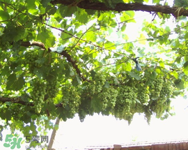 孕婦可以吃馬奶葡萄嗎？馬奶葡萄孕婦能吃嗎？