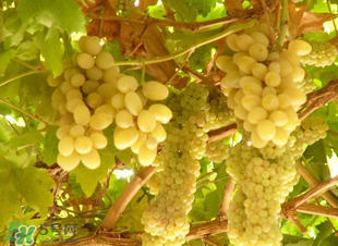 孕婦可以吃馬奶葡萄嗎？馬奶葡萄孕婦能吃嗎？