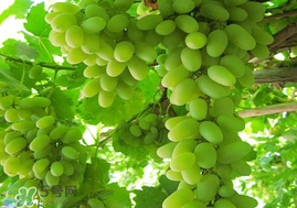 孕婦可以吃馬奶葡萄嗎？馬奶葡萄孕婦能吃嗎？