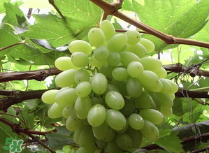 馬奶葡萄和青提區(qū)別 馬奶葡萄和青提有什么區(qū)別？