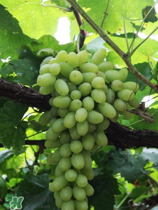 馬奶葡萄和青提區(qū)別 馬奶葡萄和青提有什么區(qū)別？