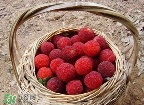 煮楊梅汁需要煮多長時(shí)間？楊梅汁怎么煮？