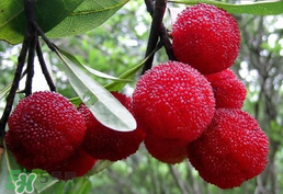 楊梅樹有公母之分嗎？楊梅樹怎么分公母？