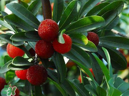 楊梅樹有公母之分嗎？楊梅樹怎么分公母？