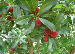 楊梅樹有公母之分嗎？楊梅樹怎么分公母？