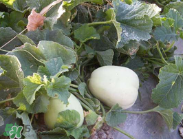 梨瓜是熱性還是涼性？梨瓜是酸性還是堿性？