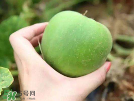 梨瓜是熱性還是涼性？梨瓜是酸性還是堿性？