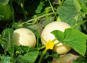 梨瓜上火嗎？梨瓜吃了上火嗎？