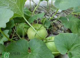 梨瓜上火嗎？梨瓜吃了上火嗎？