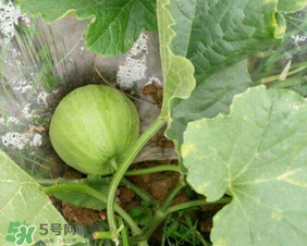 梨瓜上火嗎？梨瓜吃了上火嗎？