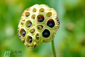 蓮蓬什么時候成熟？蓮蓬什么時候上市？