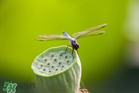 蓮蓬什么時候成熟？蓮蓬什么時候上市？