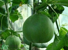 梨瓜可以吃皮嗎？梨瓜皮能吃嗎？