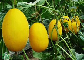 黃金瓜多少錢一斤？黃金瓜怎么挑選？