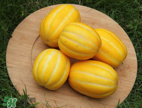 黃金瓜多少錢一斤？黃金瓜怎么挑選？