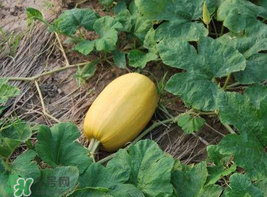 黃金瓜熱量高嗎？黃金瓜會胖嗎？