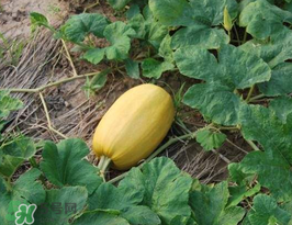 黃金瓜上火嗎？吃黃金瓜上火嗎？