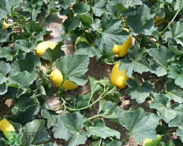 黃金瓜上火嗎？吃黃金瓜上火嗎？