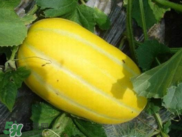 黃金瓜是熱性還是涼性？黃金瓜是涼性的嗎？