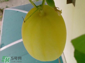 黃金瓜什么時候成熟？黃金瓜什么時候吃？