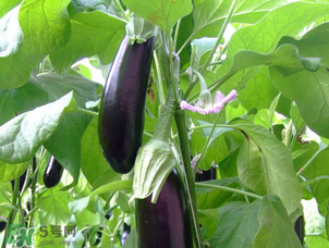 茄子怎么挑選？如何挑選茄子？