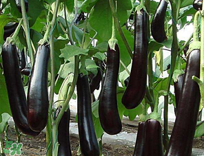 茄子怎么挑選？如何挑選茄子？