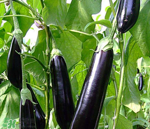 茄子怎么挑選？如何挑選茄子？