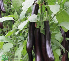 茄子皮敷臉可以祛斑嗎？茄子皮祛斑正確方法