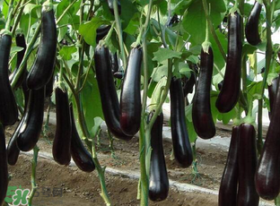 茄子皮敷臉可以祛斑嗎？茄子皮祛斑正確方法