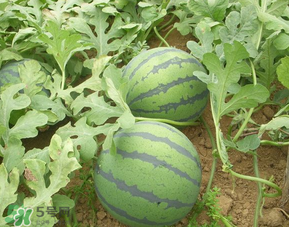 催熟的西瓜能吃嗎？催熟的西瓜吃了會怎樣？