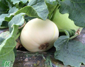 梨瓜怎么吃？梨瓜怎么吃好吃？