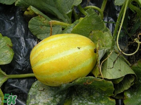 梨瓜怎么吃？梨瓜怎么吃好吃？