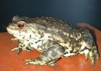 蟾蜍是害蟲還是益蟲？蟾蜍是幾級保護動物