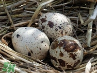 鵪鶉蛋能帶皮吃嗎？鵪鶉蛋能多吃嗎？