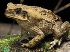 蟾蜍是害蟲還是益蟲？蟾蜍是幾級保護動物