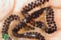 蟾蜍是不是癩蛤?。矿蛤芎颓嗤艿膮^(qū)別