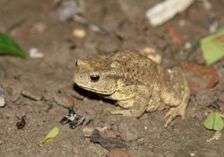 蟾蜍有什么作用？蟾蜍皮怎么服用