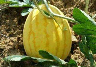 黃金瓜多少錢一斤？黃金瓜怎么挑選？