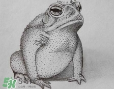 癩蛤蟆趴在腳面上是什么意思？癩蛤蟆趴到腳面上歇后語