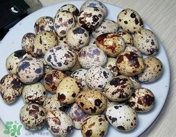 鵪鶉蛋和雞蛋哪個(gè)營(yíng)養(yǎng)價(jià)值高？鵪鶉蛋怎么選購(gòu)？