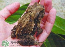 蟾蜍能治療癌癥嗎？蟾蜍能治什么病