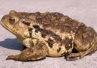 癩蛤蟆有毒嗎？捉了癩蛤蟆手會有毒嗎？