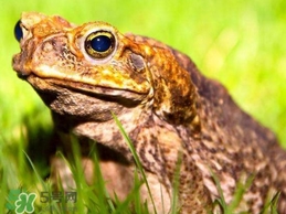 買賣活蟾蜍違法嗎？為什么抓蟾蜍犯法