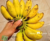 芭蕉能和雞蛋一起吃嗎？雞蛋可以和芭蕉一起吃嗎